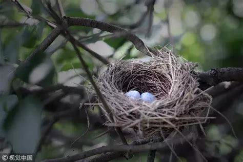 鳥在住家築巢|鳥害防治！如何防止鳥築巢？友善驅鳥、防鳥方法推薦。